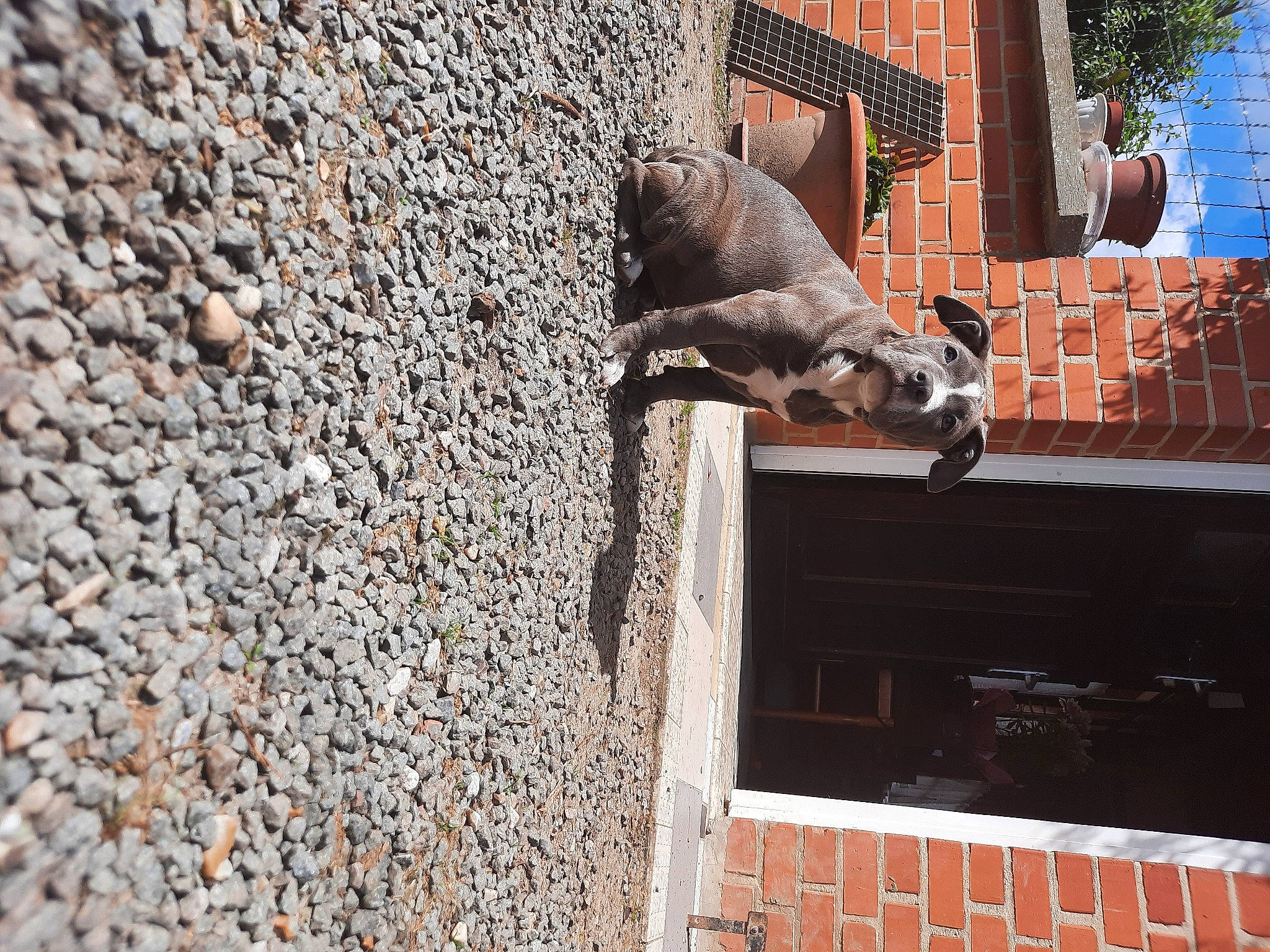 Tia a rejoint le concours — aidez-le/la à gagner de superbes lots ! art, bedrock, brick, brickwork, building, carnivore, concrete, facade, fawn, house, plant, rock, sculpture, snout, tail, terrestrial_animal, wildlife, window, wood, working_animal