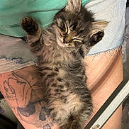 Meme joined the competition — help win amazing prizes! kitten, sleeping, tabby, cat, paw, furry, person, tattoo, thigh, denim_shorts, green_shirt, relaxed, cute, pet, indoor, resting, animal, fur, small, cozy
