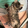 kitten, sleeping, tabby, cat, paw, furry, person, tattoo, thigh, denim_shorts, green_shirt, relaxed, cute, pet, indoor, resting, animal, fur, small, cozy