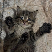 Tigerlily is registered to the contest to win money with this photo: kitten, cat, animal, pet, cute, feline, fur, paws, eyes, whiskers, lying_down, soft, blanket, tabby, striped, young, indoor, closeup, playful, adorable