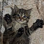 kitten, cat, animal, pet, cute, feline, fur, paws, eyes, whiskers, lying_down, soft, blanket, tabby, striped, young, indoor, closeup, playful, adorable