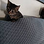 Tigerlily is registered to the contest to win money with this photo: kitten, cat, tabby, indoor, couch, gray, texture, wall, shadow, pet, animal, curious, feline, young, small, ears, whiskers, fur, cute, looking