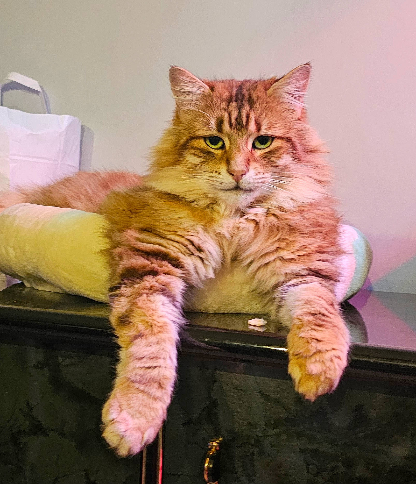 Boulette participe au concours pour gagner de l'argent avec cette photo : bag, carnivore, cat, claw, comfort, domestic_short_haired_cat, eye, fawn, felidae, foot, fur, gesture, paw, sitting, small_to_medium_sized_cats, snout, tail, terrestrial_animal, whiskers, wildlife