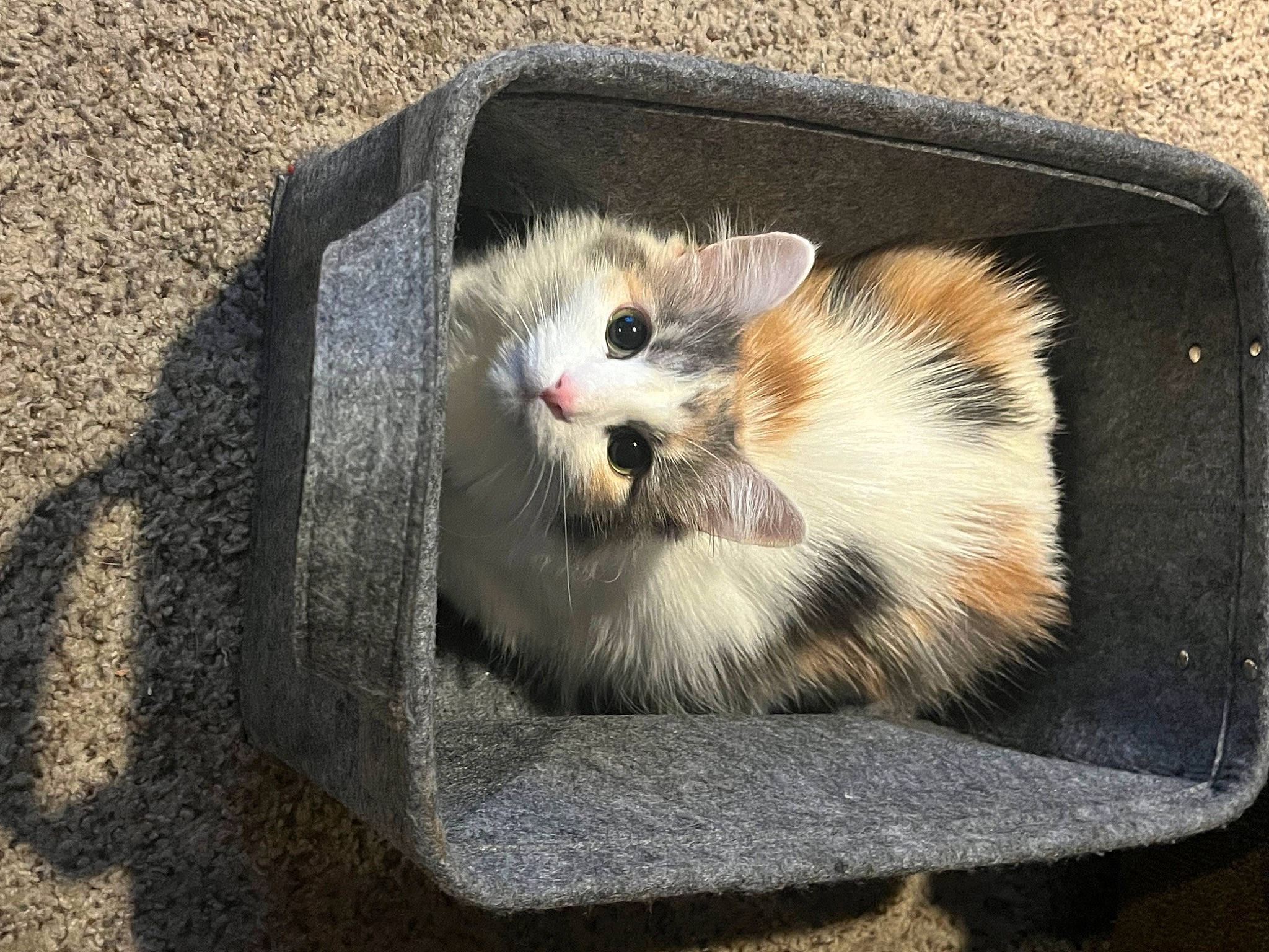 Smores joined the competition — help win amazing prizes! carnivore, claw, domestic_short_haired_cat, fawn, felidae, fur, hamster, marsupial, mouse, mousetrap, muroidea, mustelidae, pest, pet_supply, rat, rodent, small_to_medium_sized_cats, snout, tail, whiskers