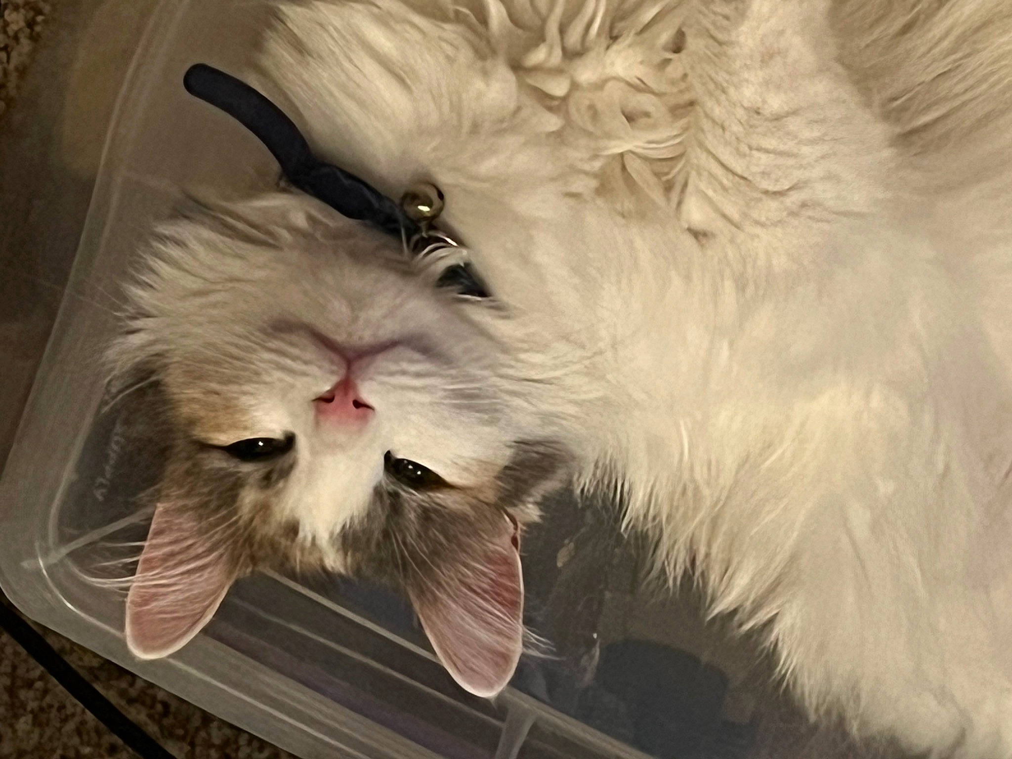 Smores is registered to the contest to win money with this photo: carnivore, cat, claw, comfort, domestic_short_haired_cat, fang, felidae, fur, paw, petal, plant, small_to_medium_sized_cats, tail, terrestrial_animal, whiskers