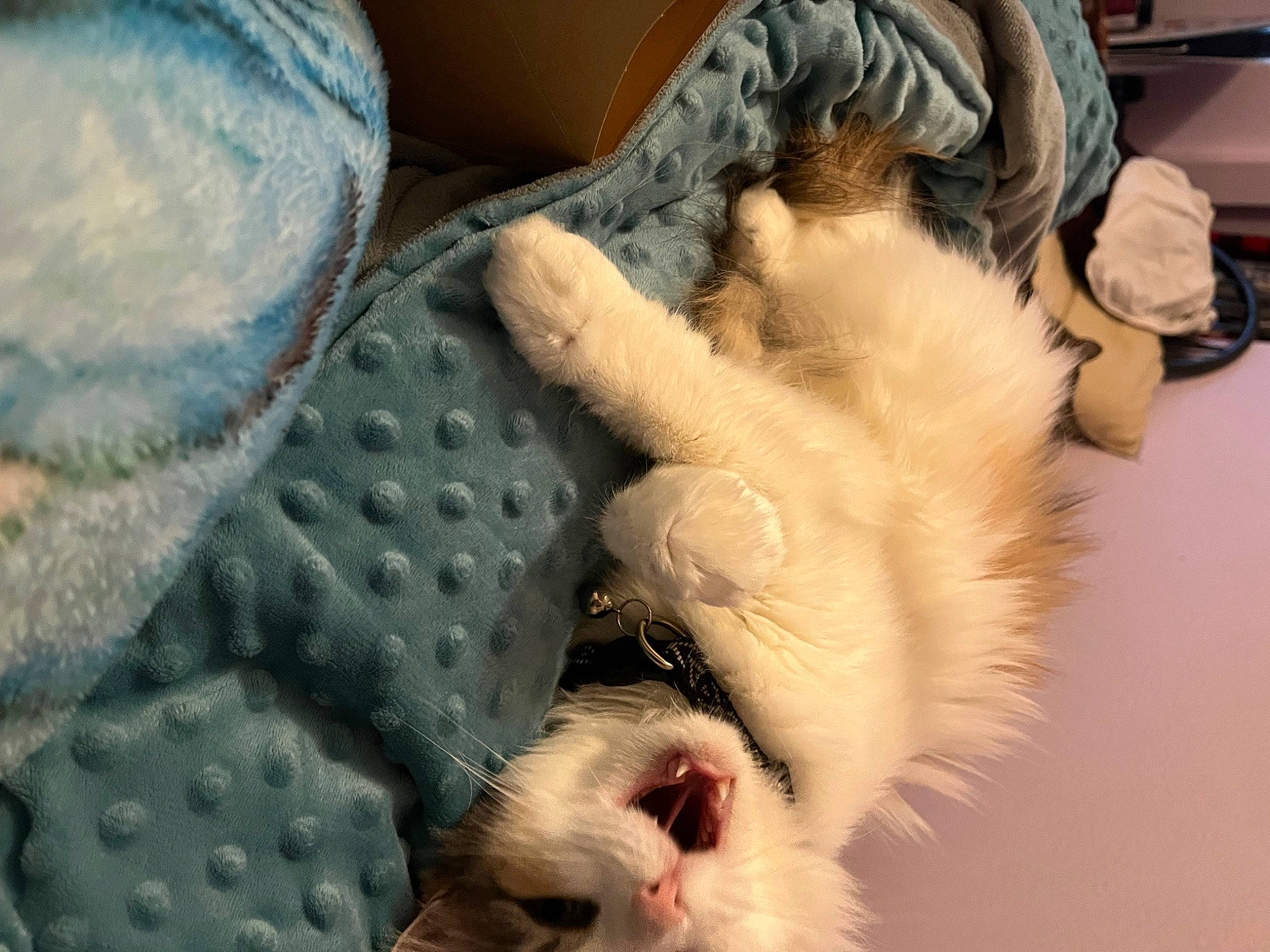 Smores is registered to the contest to win money with this photo: canidae, carnivore, claw, comfort, companion_dog, dog_breed, fawn, feather, felidae, fur, gesture, human_leg, nail, pattern, paw, small_to_medium_sized_cats, sporting_group, tail, textile, whiskers