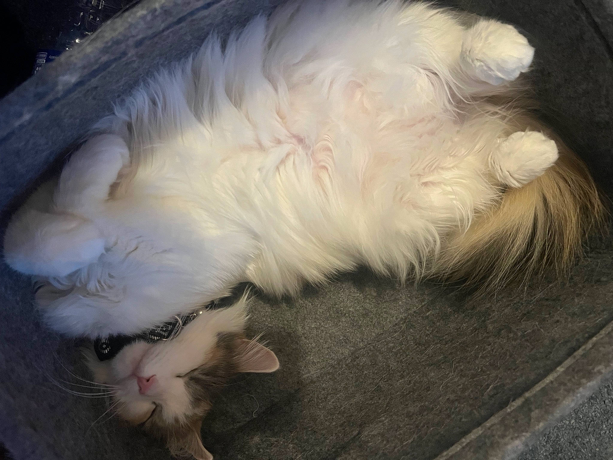 Smores is registered to the contest to win money with this photo: canidae, carnivore, cat, claw, comfort, companion_dog, dog_breed, fawn, felidae, flooring, foot, fur, nap, paw, small_to_medium_sized_cats, snout, sporting_group, tail, terrestrial_animal, whiskers