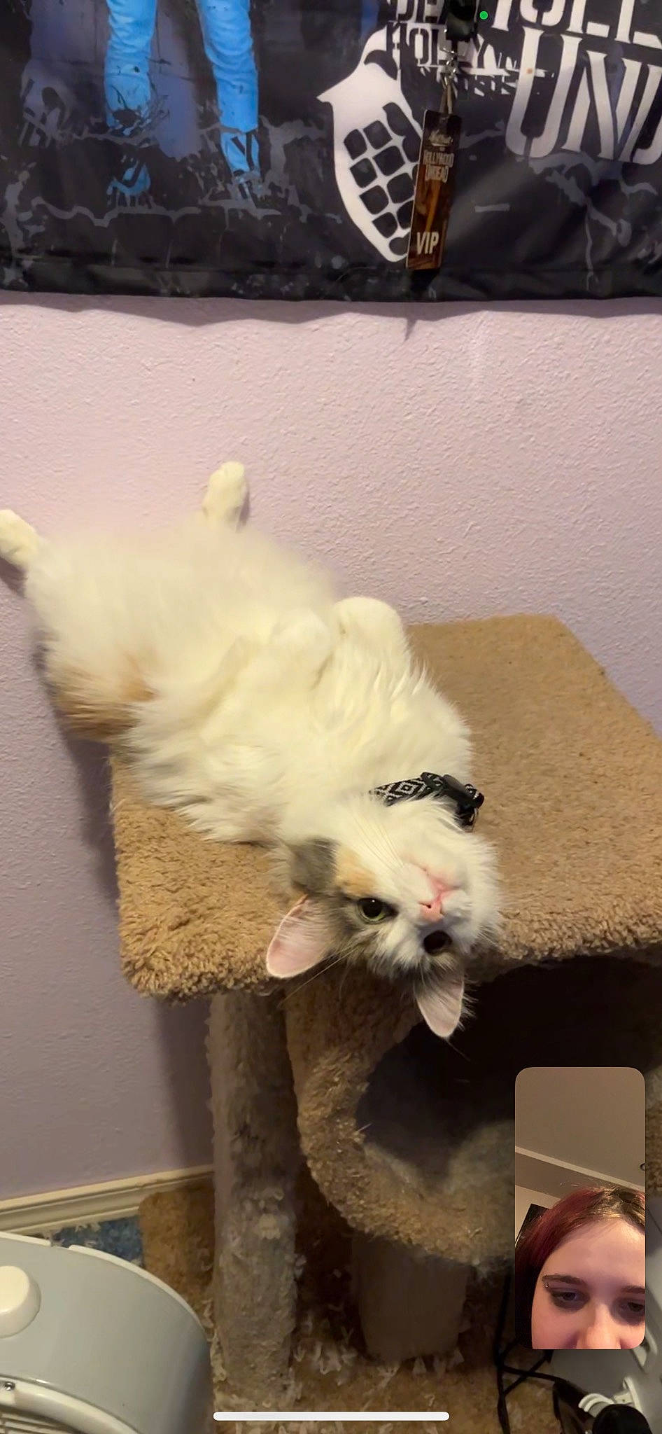 Smores joined the competition — help win amazing prizes! canidae, carnivore, cat, claw, companion_dog, dog_breed, fawn, felidae, fur, paw, small_to_medium_sized_cats, snout, tail, toy, toy_dog, whiskers, wool