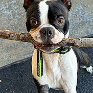 Ollie joined the competition — help win amazing prizes! black_and_white, boston_terrier, brown_eyes, canine, chewing, close_up, collar, concrete_floor, dog, ears, fetch, indoor, leash, nose, pet, playful, portrait, rug, stick, whiskers