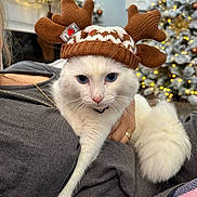 Eros joined the competition — help win amazing prizes! cat, white_cat, blue_eyes, reindeer_hat, knitted_hat, holiday, christmas_tree, lights, festive, cozy, indoor, person, holding, fluffy_tail, cute, pet, relaxed, winter, decorations, warm