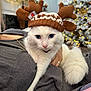 cat, white_cat, blue_eyes, reindeer_hat, knitted_hat, holiday, christmas_tree, lights, festive, cozy, indoor, person, holding, fluffy_tail, cute, pet, relaxed, winter, decorations, warm