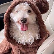 Toby is registered to the contest to win money with this photo: dog, white, curly_fur, hoodie, brown, fuzzy, car_seat, tongue_out, cute, pet, animal, cozy, car_interior, leather_seat, happy, portrait, close_up, seat_belt, travel, companion