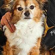 Balloons participe au concours pour gagner de l'argent avec cette photo : dog, pet, fluffy, brown, white, ears, fur, portrait, animal, cute, companion, sitting, indoors, person, hand, clothing, hoodie, calm, friendly, closeup
