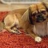 dog, pet, indoor, carpet, red_carpet, fluffy, small_dog, brown_fur, white_paws, tail, relaxed, cute, animal, domestic_animal, fur, laying_down, portrait, looking_at_camera, cozy, home
