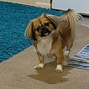 Remi joined the competition — help win amazing prizes! dog, small_dog, carpet, indoor, curious, fluffy, brown_dog, white_paws, tail_up, pet, animal, floor, rug, striped_mat, canine, companion, cute, domestic, standing, looking