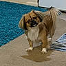 dog, small_dog, carpet, indoor, curious, fluffy, brown_dog, white_paws, tail_up, pet, animal, floor, rug, striped_mat, canine, companion, cute, domestic, standing, looking