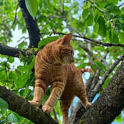 Tigrou participe au concours pour gagner de l'argent avec cette photo : animal, balanced, branch, cat, claws, closeup, curious, daylight, exploring, feline, fur, greenery, leaves, nature, orange_tabby, outdoor, sky, tree, whiskers, wildlife