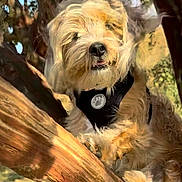 Moses is registered to the contest to win money with this photo: dog, canine, pet, animal, tree, branch, outdoor, nature, woodland, fur, scruffy, brown, black_harness, collar, medallion, portrait, perched, sitting, sunlight, backyard