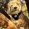 dog, canine, pet, animal, tree, branch, outdoor, nature, woodland, fur, scruffy, brown, black_harness, collar, medallion, portrait, perched, sitting, sunlight, backyard