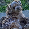 Moses is registered to the contest to win money with this photo: dog, puppy, shaggy, fluffy, long_hair, small_dog, brown_fur, gray_fur, portrait, sitting, outdoor, grass, garden, foliage, cushion, blanket, pet, companion_animal, looking_at_camera, cute