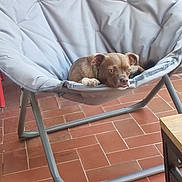 Hercule participe au concours pour gagner de l'argent avec cette photo : dog, chair, pet, indoor, relaxed, cushion, furniture, brown_dog, canine, seat, floor, tile_floor, resting, domestic_animal, animal, companion, cute, portrait, small_dog, calm