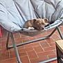 dog, chair, pet, indoor, relaxed, cushion, furniture, brown_dog, canine, seat, floor, tile_floor, resting, domestic_animal, animal, companion, cute, portrait, small_dog, calm