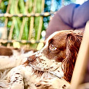 Leïa participe au concours pour gagner de l'argent avec cette photo : dog, brown, white, spotted, laying_down, cushion, chair, outdoor, blurred_background, close_up, portrait, fur, paw, relaxed, side_view, natural_light, animal, pet, calm, resting