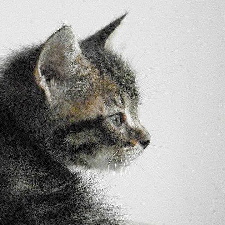 Marley participe au concours pour gagner de l'argent avec cette photo :