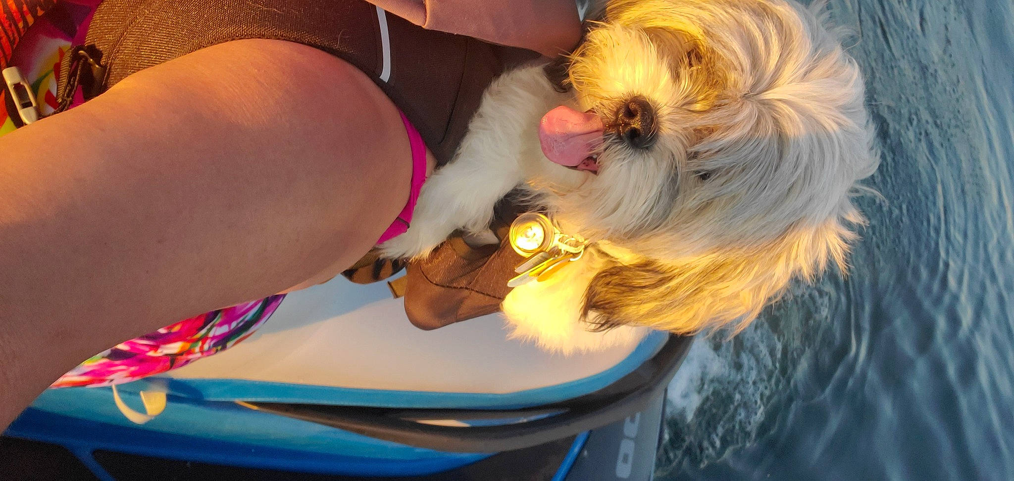 Tucker Calvo joined the competition — help win amazing prizes! canidae, carnivore, companion_dog, dog, dog_breed, ear, guinea_pig, havanese, lhasa_apso, maltese, non_sporting_group, petit_basset_griffon_vendeen, puppy, shih_tzu, tibetan_terrier, toy_dog