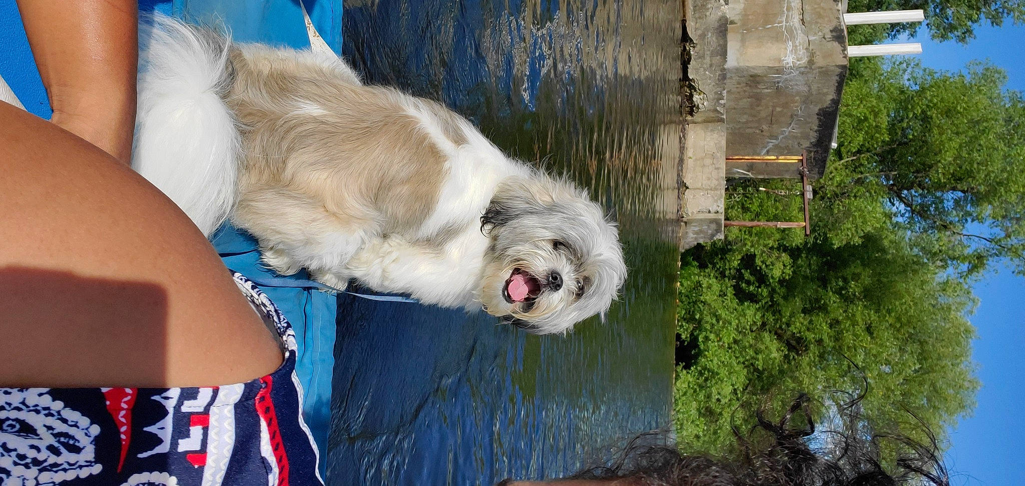 Tucker Calvo joined the competition — help win amazing prizes! bearded_collie, canidae, carnivore, dog, dog_breed, grand_basset_griffon_vendeen, lhasa_apso, lowchen, mammal, non_sporting_group, petit_basset_griffon_vendeen, polish_lowland_sheepdog, romanian_mioritic_shepherd_dog, sapsali, shih_tzu, south_russian_ovcharka, sporting_group, terrier, tibetan_terrier, vertebrate