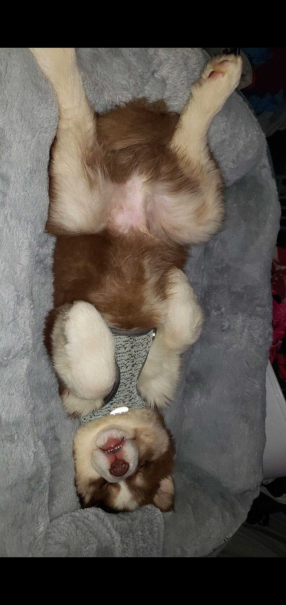 Cooper Calvo joined the competition — help win amazing prizes! canidae, carnivore, claw, fawn, ferret, fur, mustelidae, paw, polecat, tail