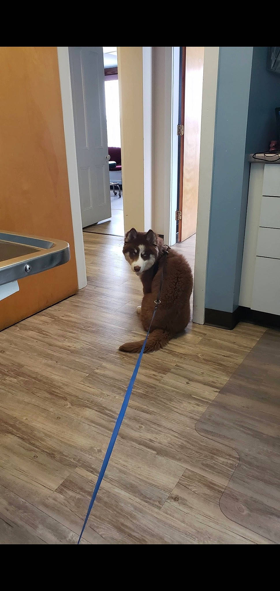 Cooper Calvo is registered to the contest to win money with this photo: brown, canidae, carnivore, cat, companion_dog, dog_breed, fawn, floor, flooring, hardwood, laminate_flooring, sporting_group, tail, tile, wood, wood_flooring