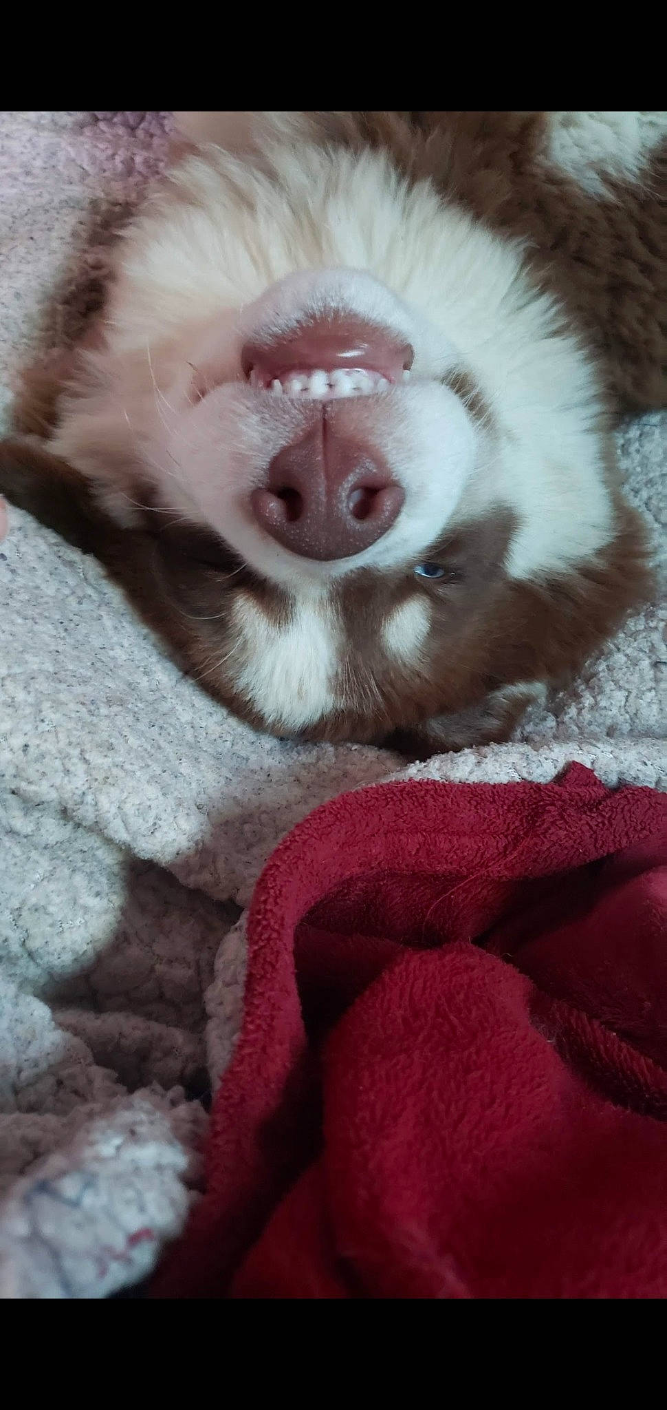 Cooper Calvo is registered to the contest to win money with this photo: australian_shepherd, canidae, carnivore, companion_dog, dog, dog_breed, fur, jaw, mammal, mouth, nose, puppy, puppy_love, snout, sporting_group, whiskers