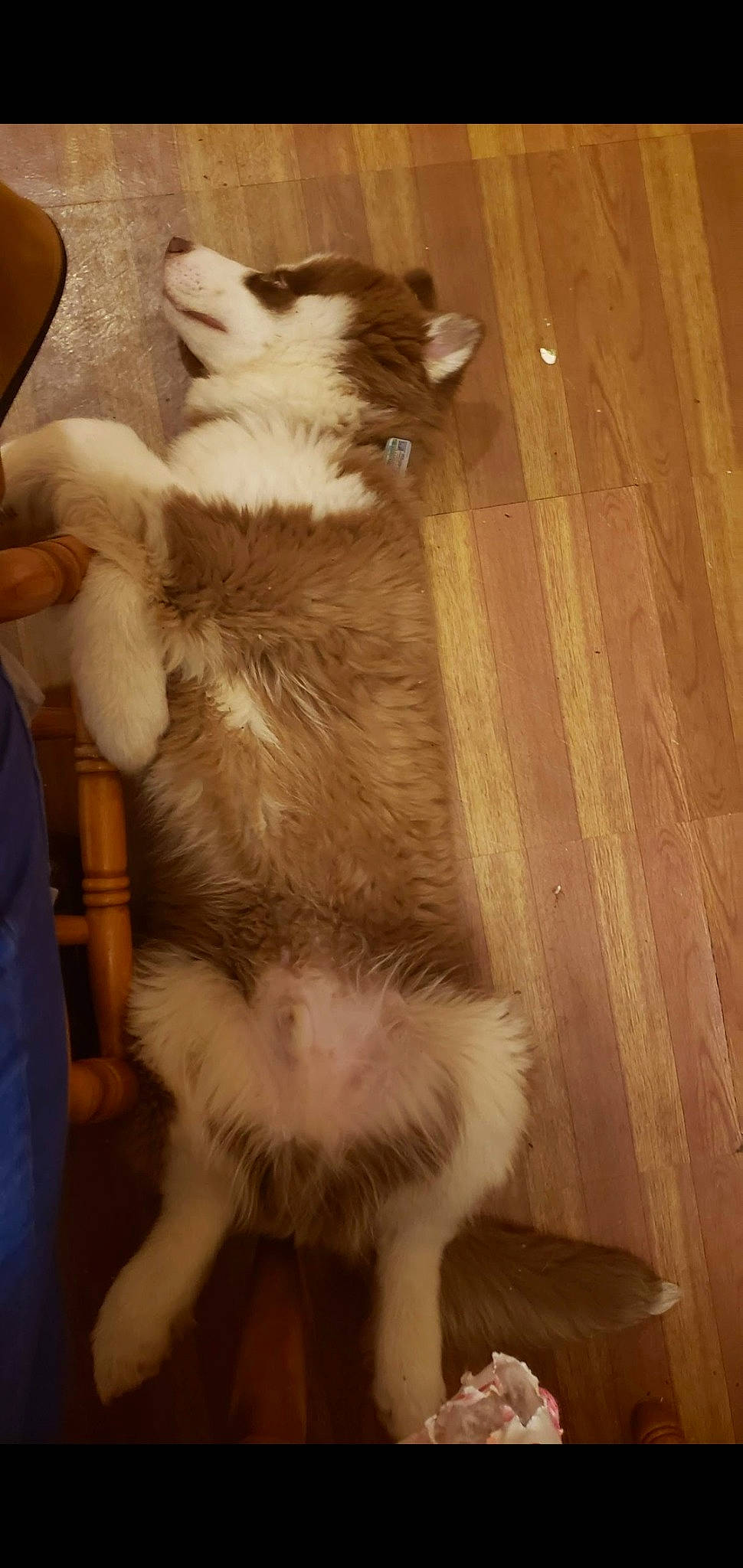 Cooper Calvo joined the competition — help win amazing prizes! american_curl, canidae, carnivore, cat, dog_breed, domestic_long_haired_cat, fawn, felidae, fur, mammal, norwegian_forest_cat, ragamuffin, small_to_medium_sized_cats, tail, whiskers