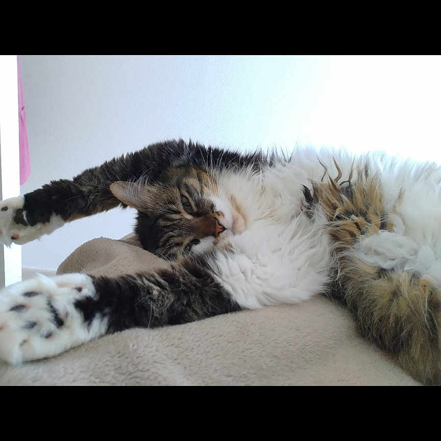 P'Tite Coquine participe au concours pour gagner de l'argent avec cette photo : animal, cat, cozy, cute, domestic_cat, feline, fluffy, fur, indoor, long_hair, paws, pet, relaxed, resting, sleepy, soft_blanket, stretching, tabby, whiskers, white_background