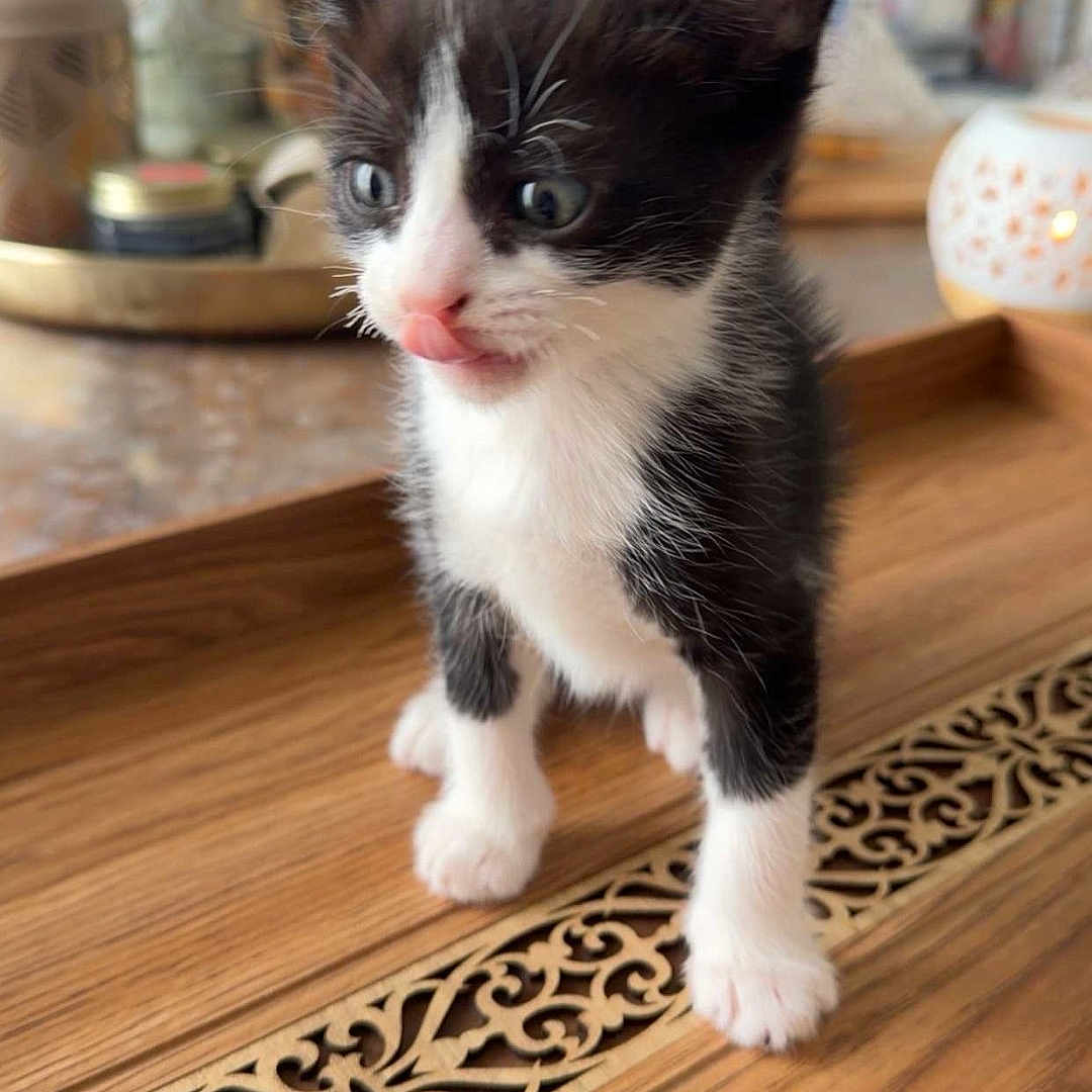 Romeo