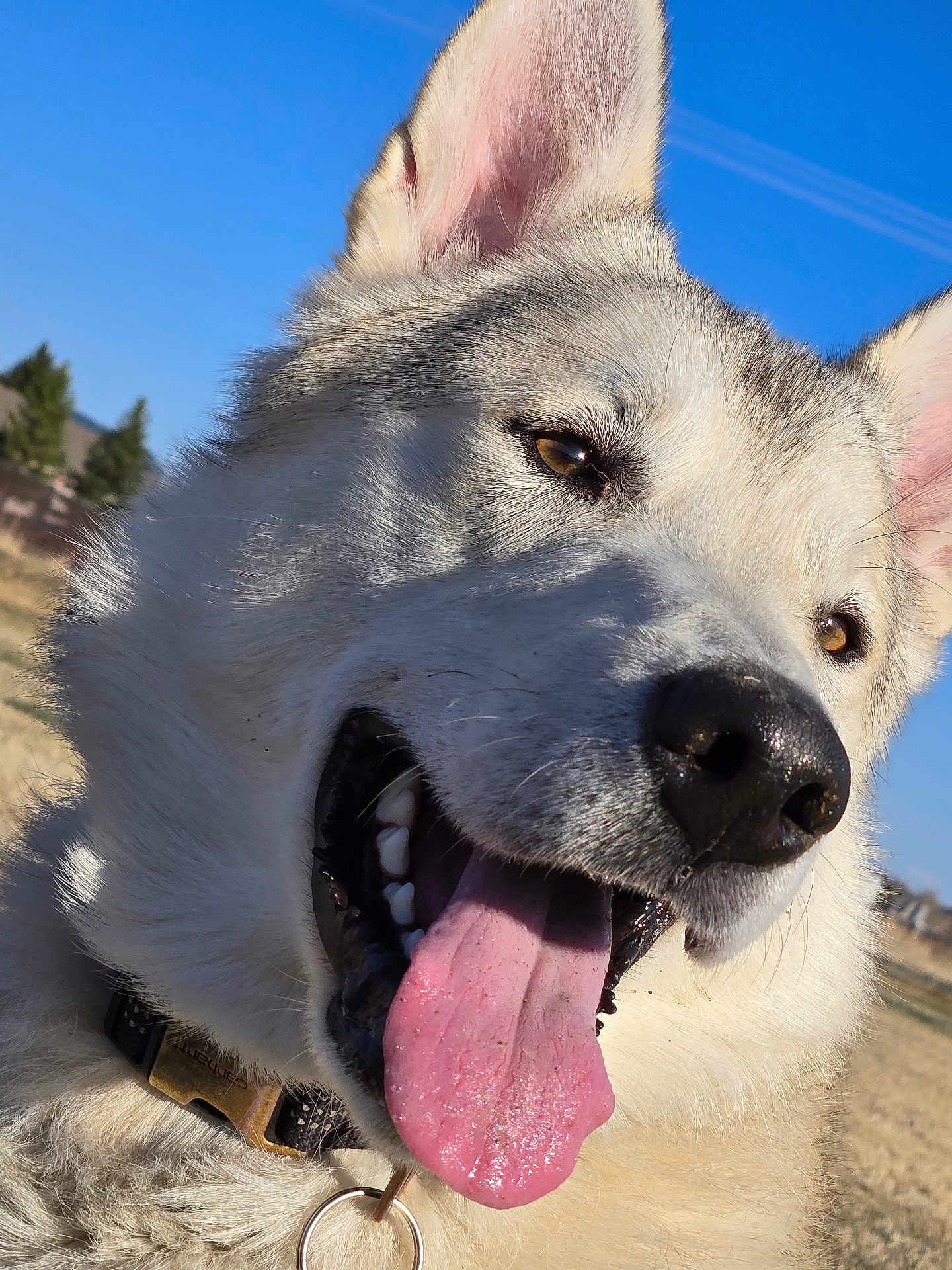 Bowie joined the competition — help win amazing prizes! animal, blue_sky, canine, close_up, collar, daylight, dog, ears, friendly, fur, grass, happy, nature, nose, outdoor, pet, smiling, sunlight, teeth, tongue