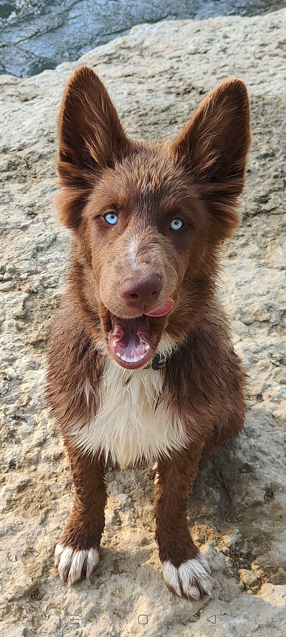 Totem participe au concours pour gagner de l'argent avec cette photo : canidae, carnivore, companion_dog, dog, dog_breed, fang, fawn, fur, hunting_dog, liver, snout, soil, sporting_group, terrestrial_animal, whiskers, working_animal, working_dog