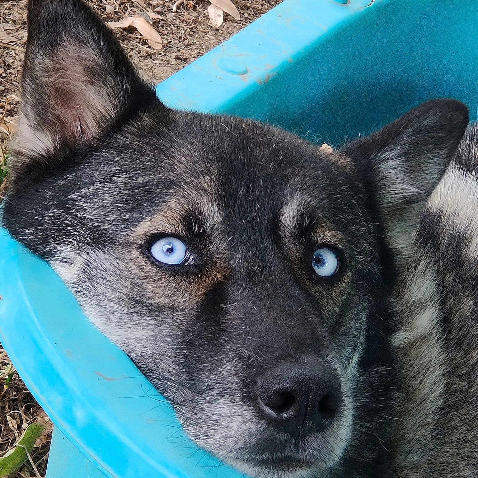 Blue participe au concours pour gagner de l'argent avec cette photo : blue, canidae, carnivore, companion_dog, dog, dog_breed, dog_supply, electric_blue, fawn, fur, non_sporting_group, pet_supply, snout, sporting_group, terrestrial_animal, whiskers, working_animal, working_dog