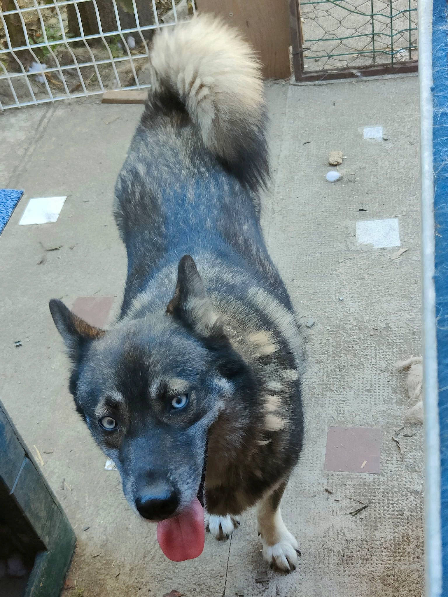 Blue participe au concours pour gagner de l'argent avec cette photo : ancient_dog_breeds, blue, canidae, canis, carnivore, companion_dog, concrete, dog, dog_breed, dog_supply, fawn, fur, non_sporting_group, snout, sporting_group, tail, terrestrial_animal, whiskers, working_animal, working_dog