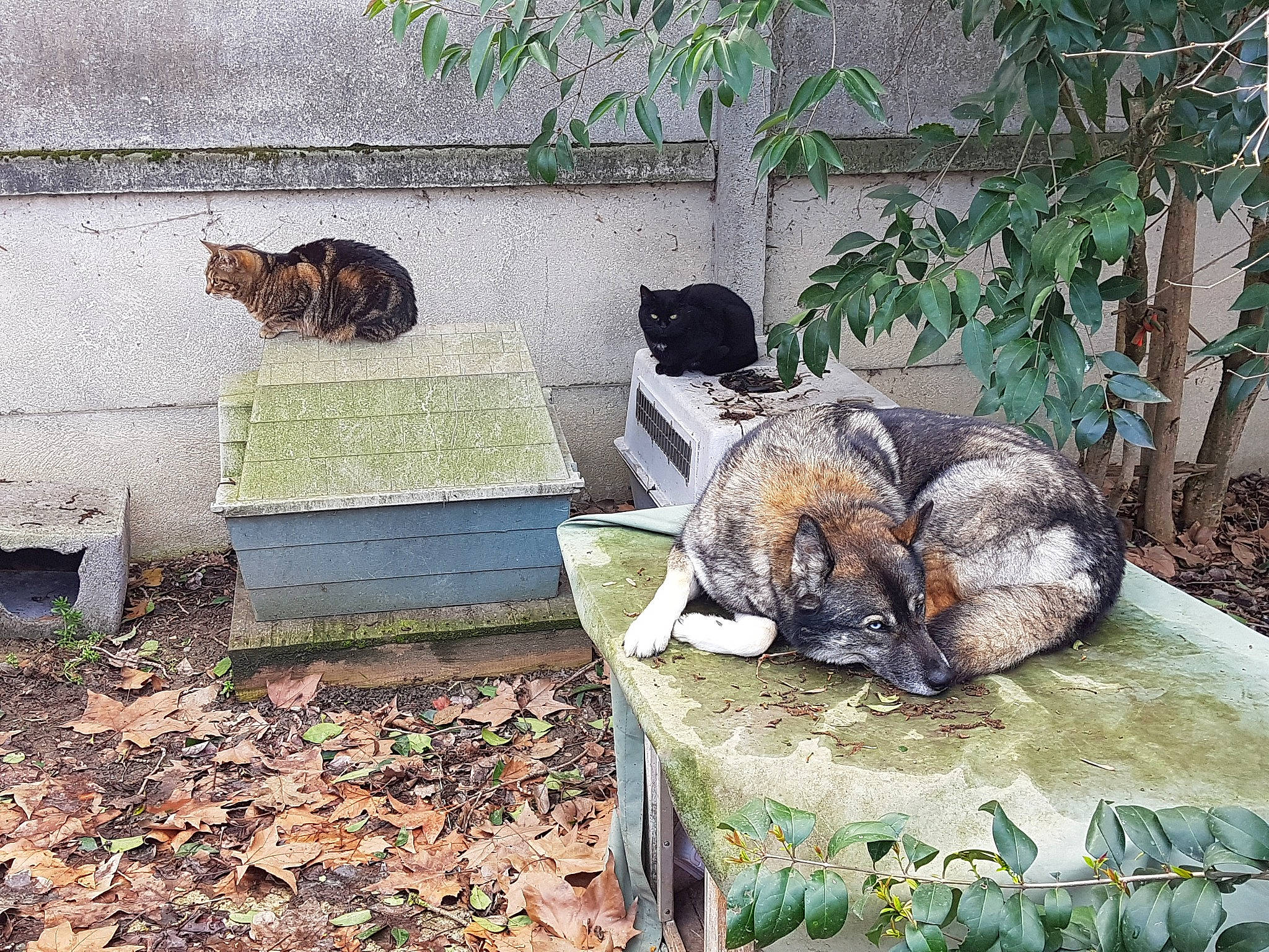 Blue participe au concours pour gagner de l'argent avec cette photo : canidae, carnivore, cat, fawn, felidae, garden, grass, groundcover, landscape, landscaping, outdoor_furniture, plant, small_to_medium_sized_cats, sporting_group, tail, terrestrial_animal, tree, trunk, wildlife, wood