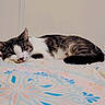 Thumper is registered to the contest to win money with this photo: cat, tabby, white_fur, lying_down, bed, bedding, patterned_bedspread, indoor, resting, sleepy, fur, pet, cozy, domestic_animal, cute, animal, mammal, relaxed, home, wall