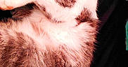 Thumper joined the competition — help win amazing prizes! cat, fluffy, relaxed, lying_down, pink_blanket, soft, whiskers, fur, paw, indoor, pet, cute, sleepy, cozy, resting, closeup, animal, mammal, domestic_cat, background