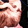 cat, fluffy, relaxed, lying_down, pink_blanket, soft, whiskers, fur, paw, indoor, pet, cute, sleepy, cozy, resting, closeup, animal, mammal, domestic_cat, background