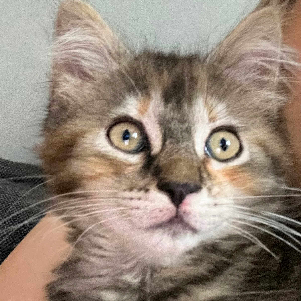 Whitney a rejoint le concours — aidez-le/la à gagner de superbes lots ! abyssinian, angora, animal, brasssection, cat, face, head, horn, kitten, manx, musicalinstrument, person, pet, photography, portrait, snout