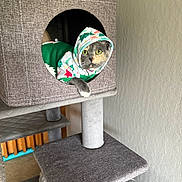 Mittens joined the competition — help win amazing prizes! animal, cat, cat_tree, cozy, curious, cute, feline, festive, gray, holiday, home, hoodie, indoor, pet, pet_clothing, plush, relaxed, resting, white_paw, yellow_eyes