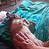 animal, bed, blanket, casual, comfort, cozy, cuddle, dog, floor, fur, furniture, hand, human, indoor, light, paw, pet, relaxation, resting, room