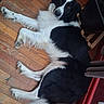 animal, black_and_white, border_collie, canine, companion, cozy, curious, dog, domestic, flooring, fur, furniture, home, indoor, looking_up, lying_down, pet, plant_pot, relaxed, wooden_floor
