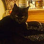 black_cat, cat, animal, pet, indoor, blanket, furniture, figurine, ceramic_dog, photo_frame, vintage, dim_lighting, cozy, relaxed, mammal, domestic_animal, resting, face, ear, whiskers