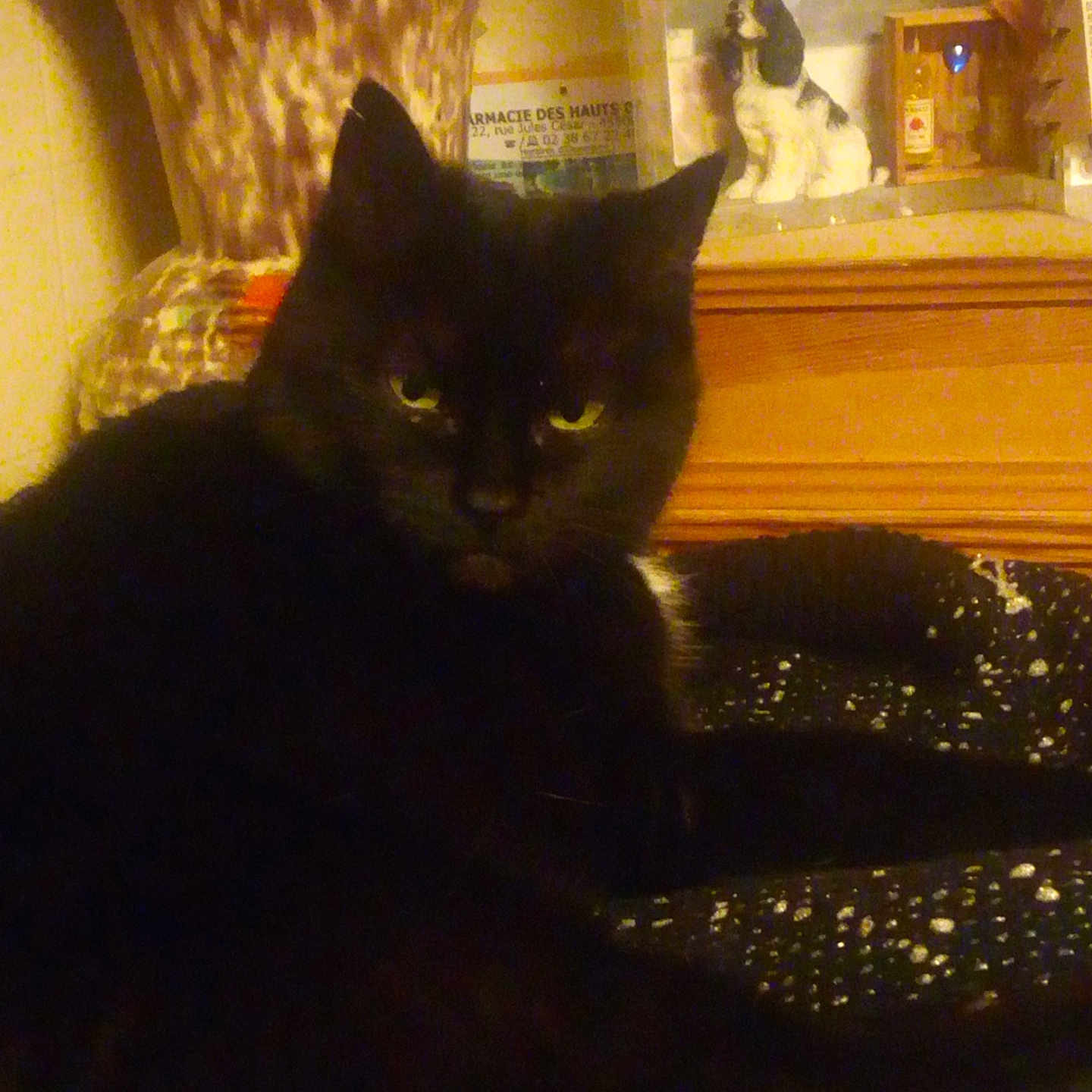 Baguera participe au concours pour gagner de l'argent avec cette photo : animal, black_cat, blanket, cat, ceramic_dog, cozy, dim_lighting, domestic_animal, ear, face, figurine, furniture, indoor, mammal, pet, photo_frame, relaxed, resting, vintage, whiskers